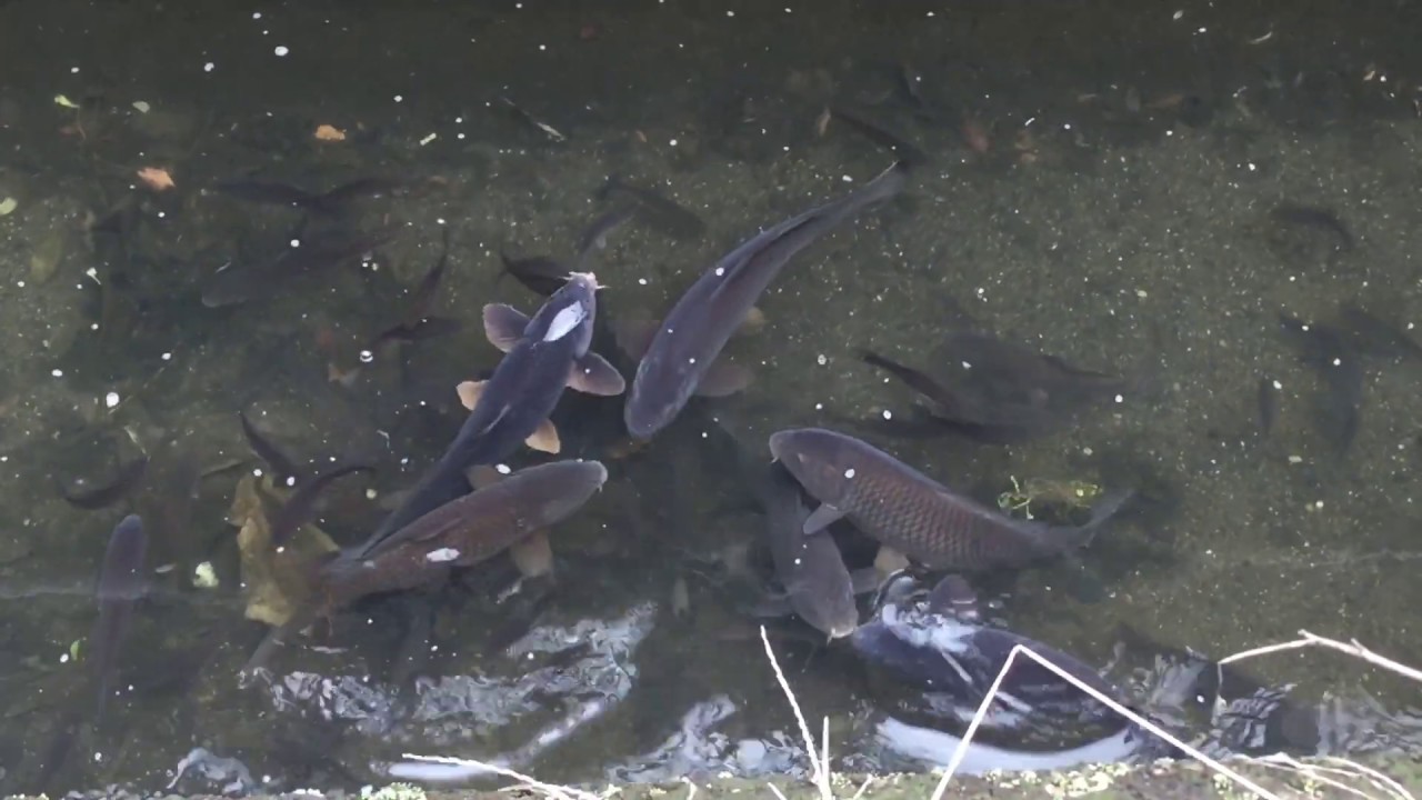 こんなところに 川魚 たくさん泳いでいる Youtube