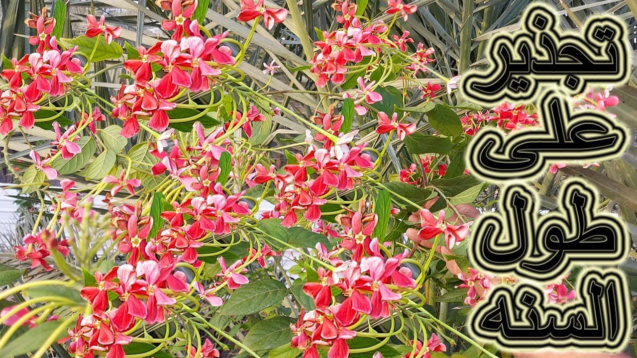 تجذير الياسمين الاحمر على طول السنه