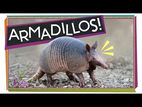 Video: Who Is An Armadillo