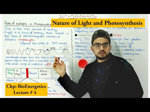 Video: Hva er lysets rolle i fotosyntesen?