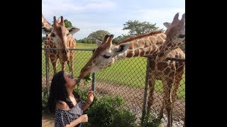 Giraffe feeding, calauit safari park ...
