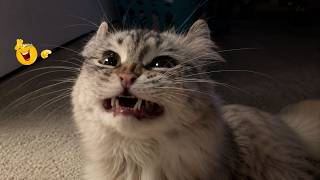 Funniest Cat Videos 😹The Most Dramatic Cats You’ll Ever See #4 screenshot 3