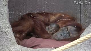 Orangutan Baby with Mather  Prague Zoo [2024]