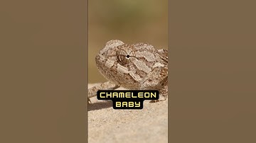 Things that are smaller than you think - Part 5 🤯 #shorts #comparison