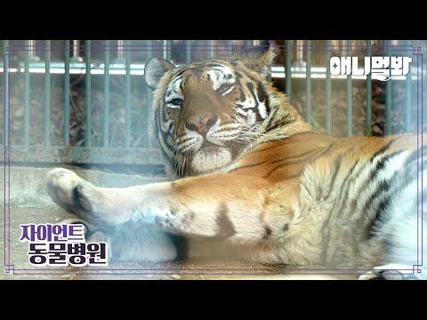 [자이언트동물병원] 내원 환자 : 시베리아 호랑이 aka. 백두산 호랑이 이호님ㅣToday&amp;#39;s Patient: Siberian Tiger Lee Ho
