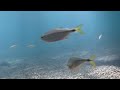 Fish in the Blue Hole