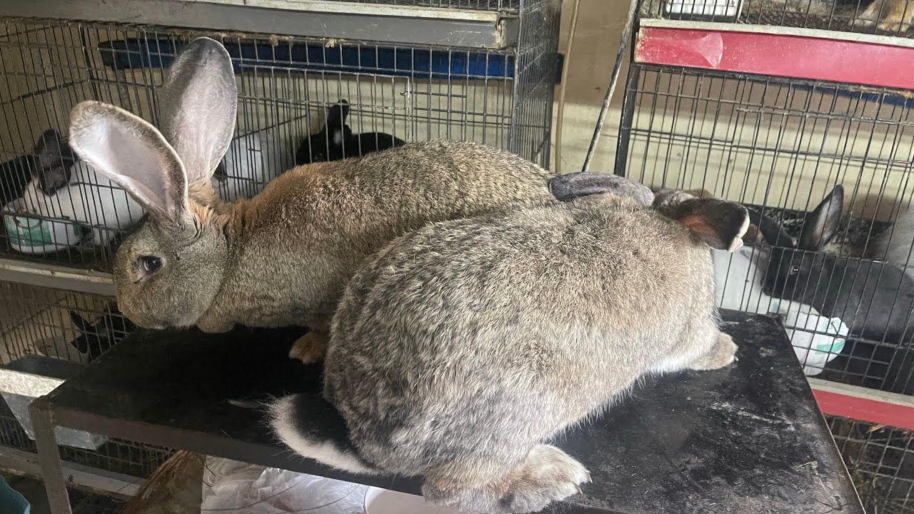 Jarman Rabbit Rabbit farming Jarman giant rabbit for sale in pakistan 03450406704 ...
