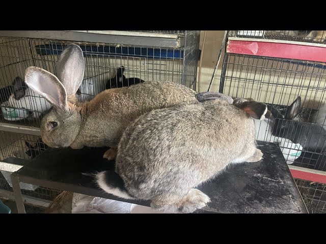 German Giant Rabbit In Pakistan
