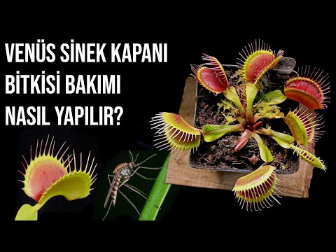 Video: Venüs Sinekkapanım Kapanmıyor - Venüs Sinekkapan Neden Hemen Kapanmıyor?