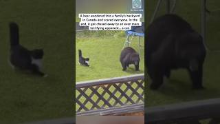 Kitty protects his backyard at all costs #cat