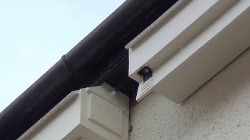 Swift fledging 8th August 2017