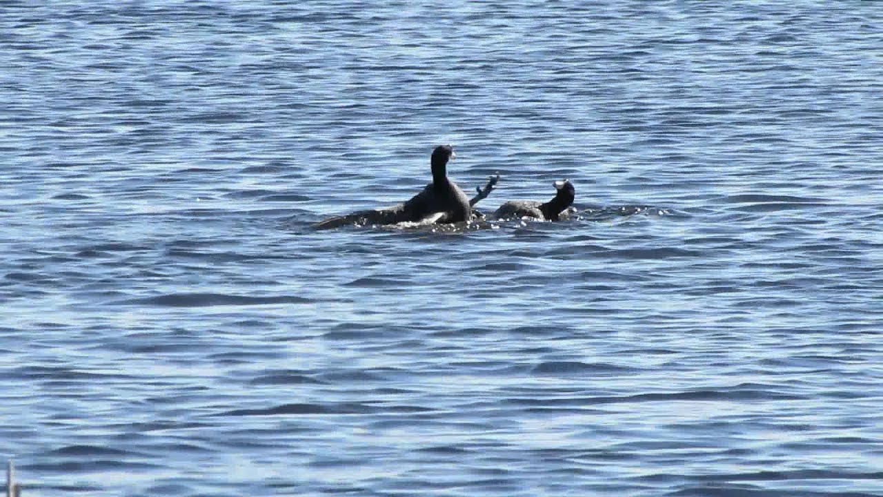 American Coots in a territorial fight. April 28, 2015 N of Regina, SK Canada