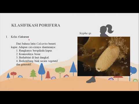 Penjelasan PORIFERA ( Zoologi Invertebrata)