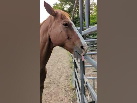 cribbing or crib-biting, a compulsive behavior in some horses - YouTube