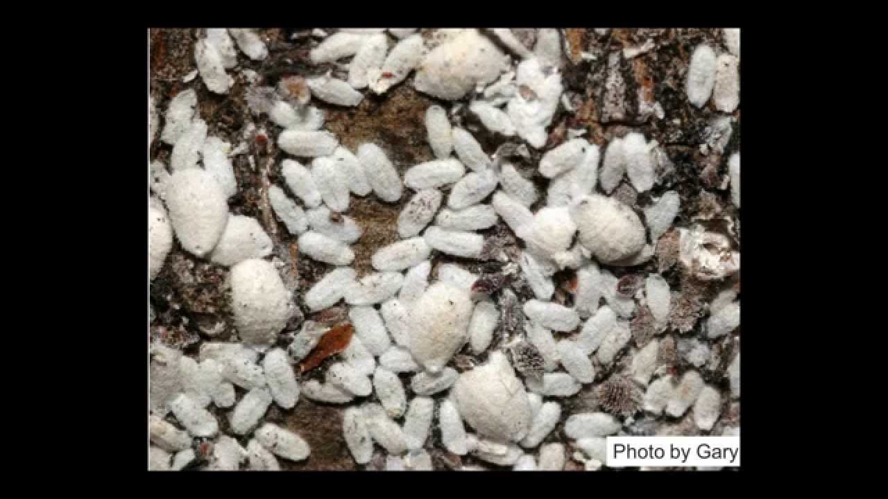 2014 04 02 10 35 Current Situation on Crape Myrtle Bark Scale