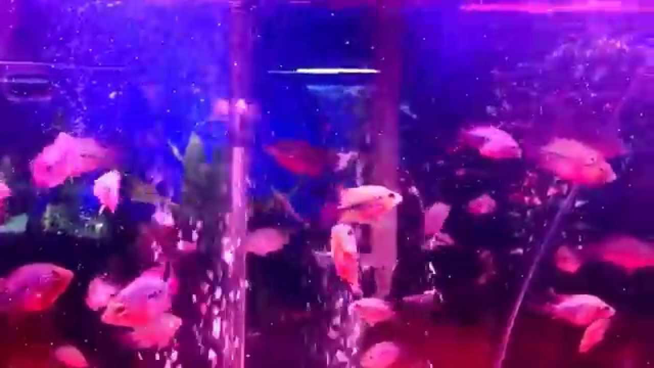 camera iphone 8 plus apk Flowerhorn babies