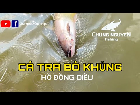 Câu Cá Tra Khủng Cái Kết Quá Đắng | Chung Nguyễn Fishing