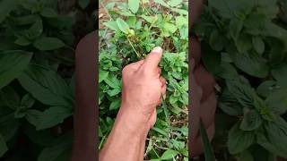 Cool, bright green insect #insects #nature#acapella