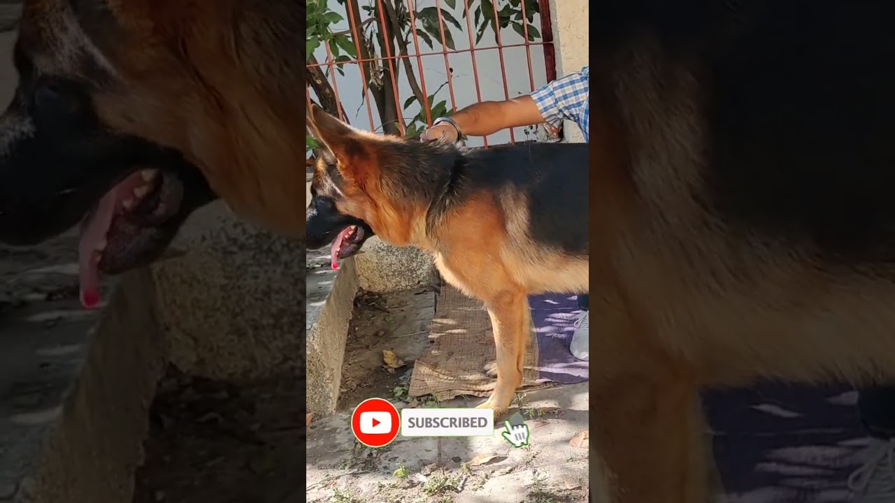 German shepherd stud service available 🥰 || kci registered gsd male || @ashishdogworld