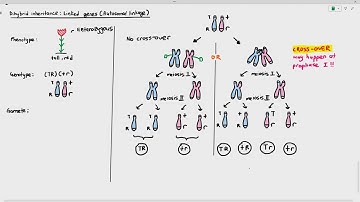 16-14 Linked Genes or Autosomal Linkage (Cambridge AS A Level Biology, 9700)