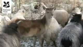 Theres A Deer In This Sheep Flock