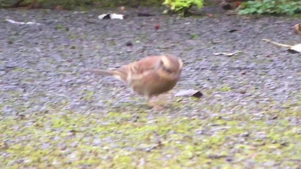 Siberian Accentor at Easington, Yorkshire 