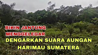 SAAT MANCING DI HUTAN TERDENGAR SUARA HARIMAU SUMATERA