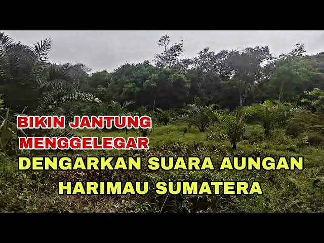 SAAT MANCING DI HUTAN TERDENGAR SUARA HARIMAU SUMATERA class=