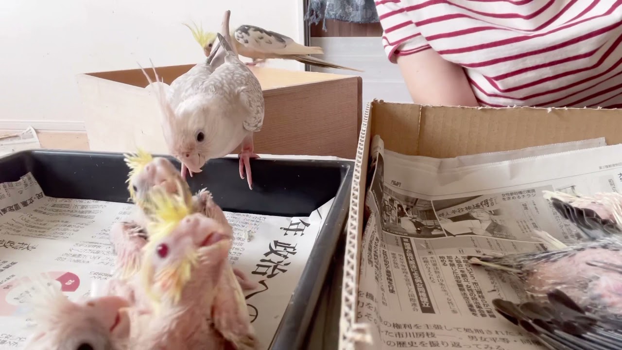 『オカメインコ』親子の別れの時　巣上げ一挙公開‼︎①