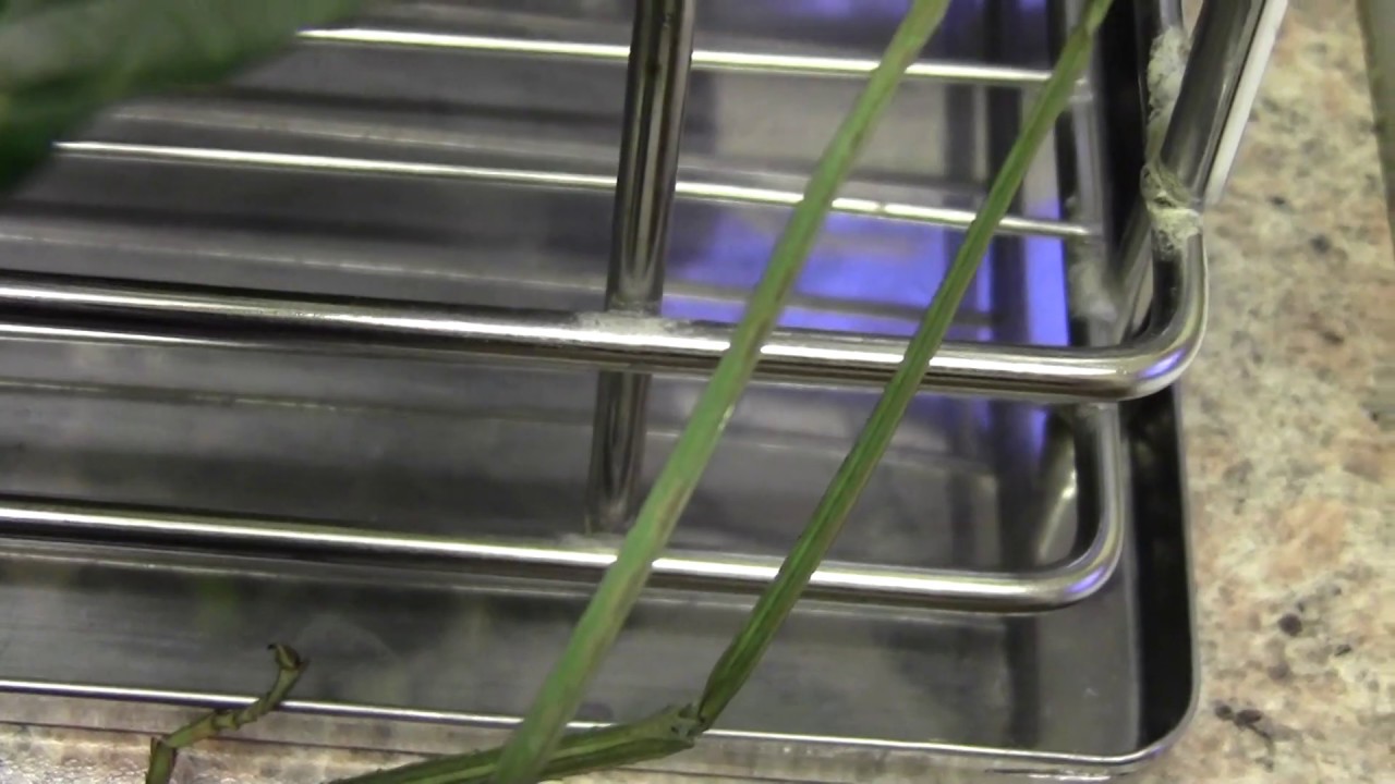 Pharnacia ponderosa April 2019 clip 4