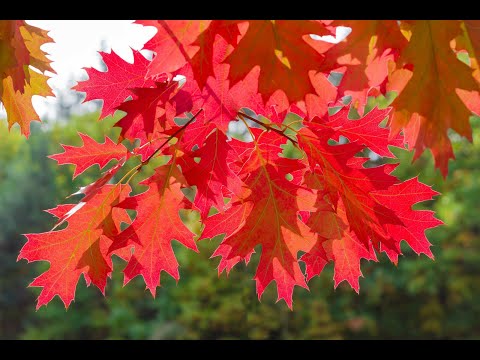 فيديو: البلوط الأحمر (34 صورة): الأسماء الكندية ذات الأوراق الحمراء والأمريكية والشمالية وغيرها من أسماء Quercus Rubra ، وصف لمدى سرعة نمو الشجرة