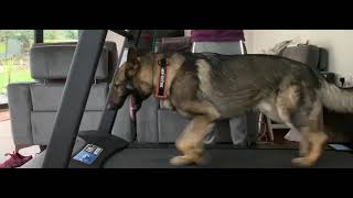 German shepherd prince on treadmill by GS-K9 Academy  197 views 3 years ago 1 minute, 1 second