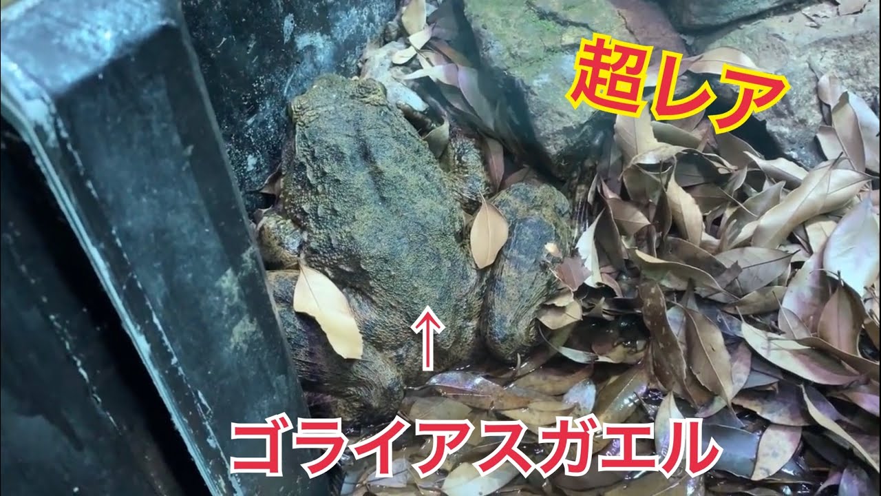 めったに見れないゴライアスガエルも目の前に Kawazooに行ってきました Youtube
