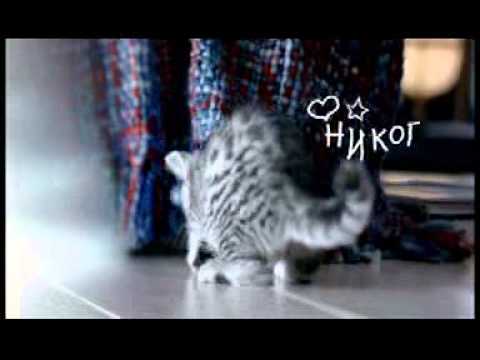 Реклама Whiskas для котят (2007-2009)