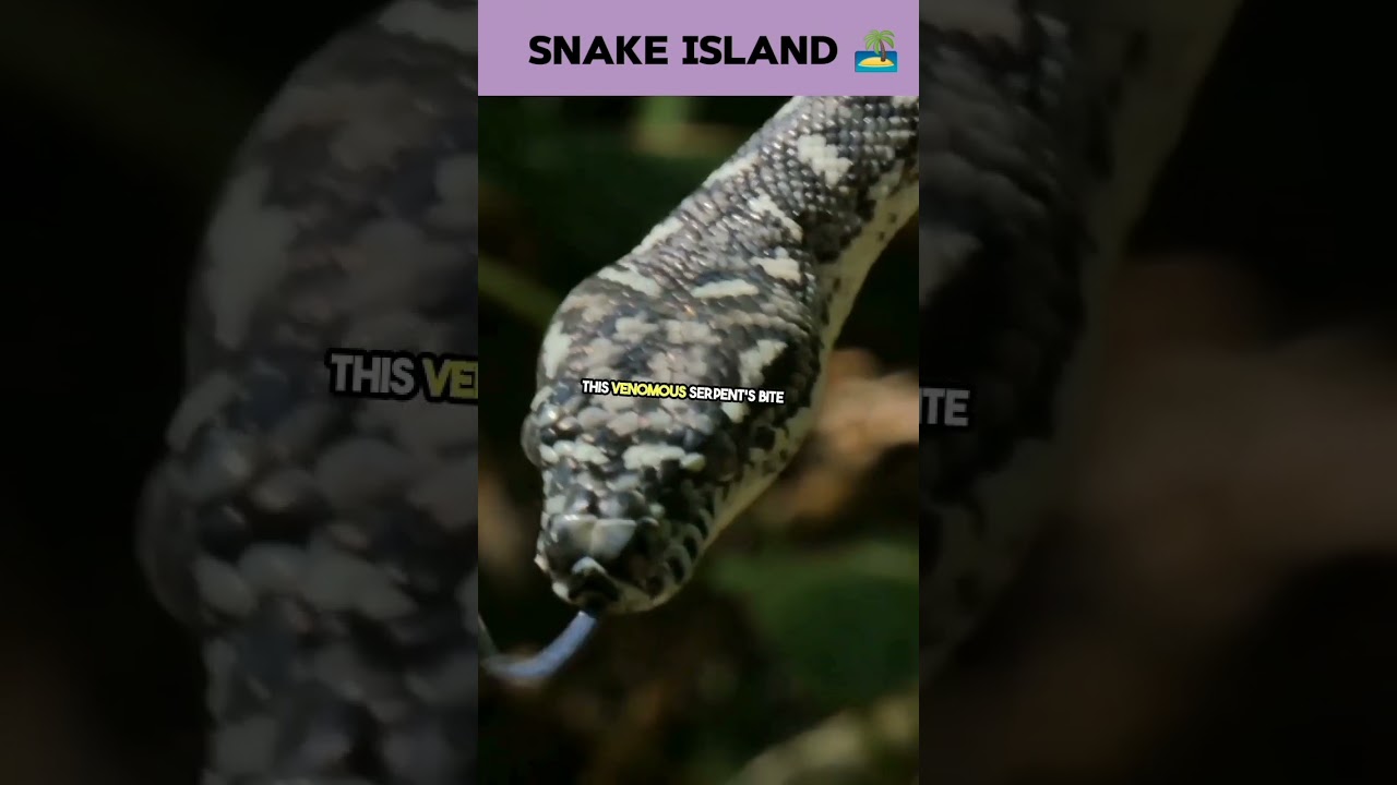 Snake island 🏝️