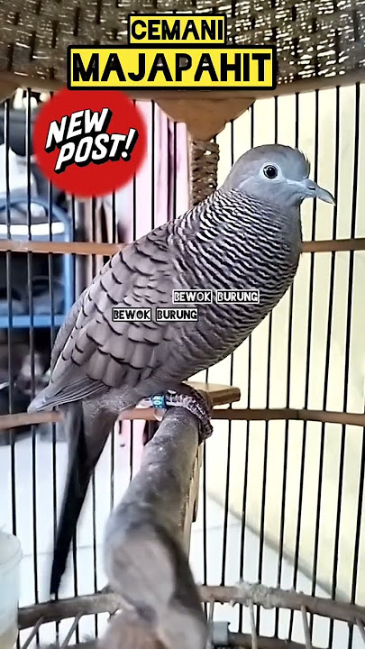 Perkutut Cemani Majapahit Gacor Suara Besar