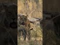 Savage Realities: Wildlife Videos