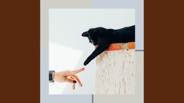 Pulsating Ambiance for Mysterious Kittens