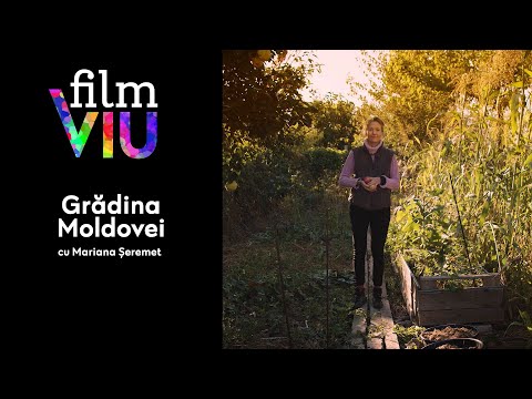 Video: Diplome (52 De Fotografii): îngrijirea Unei Flori Mandeville Acasă, Creșterea Corespunzătoare A Unei Plante în Timpul Iernii și Reproducerea Reginei Lianelor De Interior
