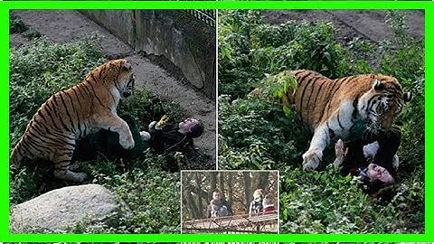 Breaking News Today Witnesses describe how tiger gnawed on female zookeeper at russian zoo