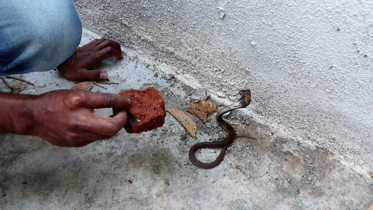 nagbibilang ng poste नाग का बच्चा, वीडियो पूरा देखिये.. Rescue Baby cobra snake from Ahmednagar, maharashtra