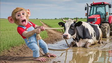 🐒🚜💦 Monkey NaNa Drives a Tractor and Rescues the Cow Trapped in a Flooded Pit! 😱🐄 – NANA MONKEY LIFE