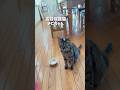 保護猫チビちゃん久しぶりの登場です #エミチヤンアニマル #daily_life_of_cat_and_crow
