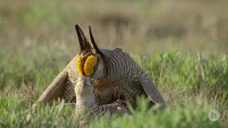 Like No One Is Watching  The Dance of the Lesser Prairie Chicken