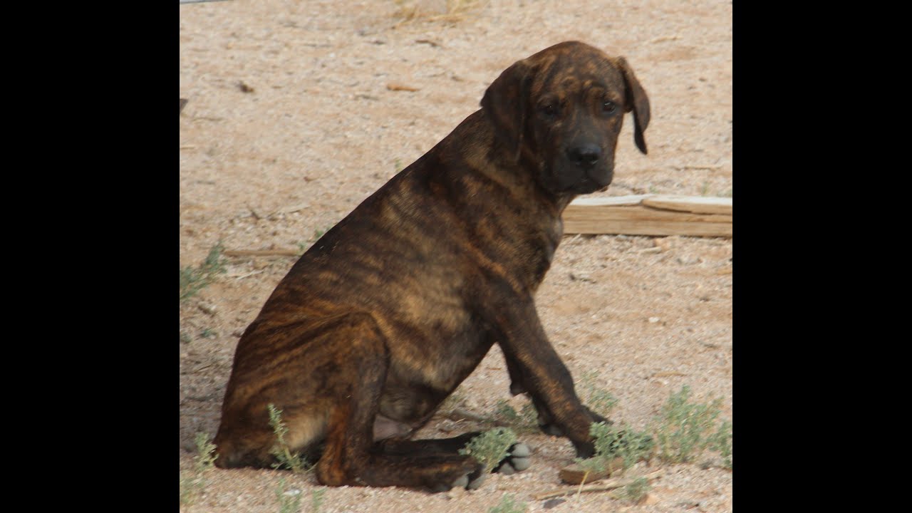 Rott/Corso (Rottweiler X Cane Corso Mastiff) Puppies For