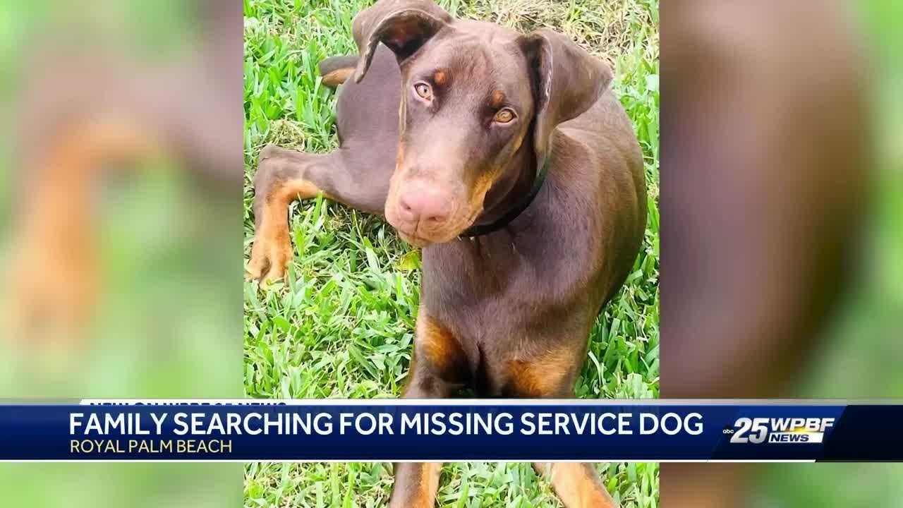South Florida Marine veteran searching for missing service dog - YouTube