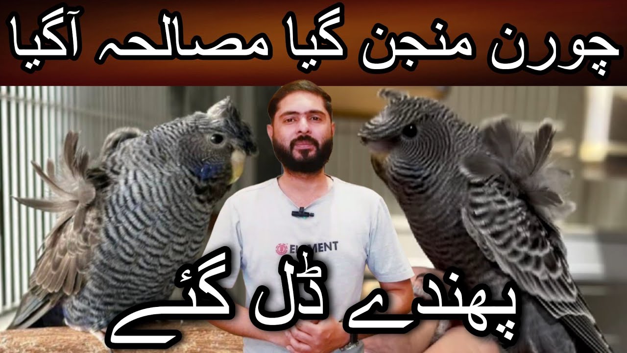 Most rare things in budgies and most demanding | Cheap price birds | Combo | black face | Black wing