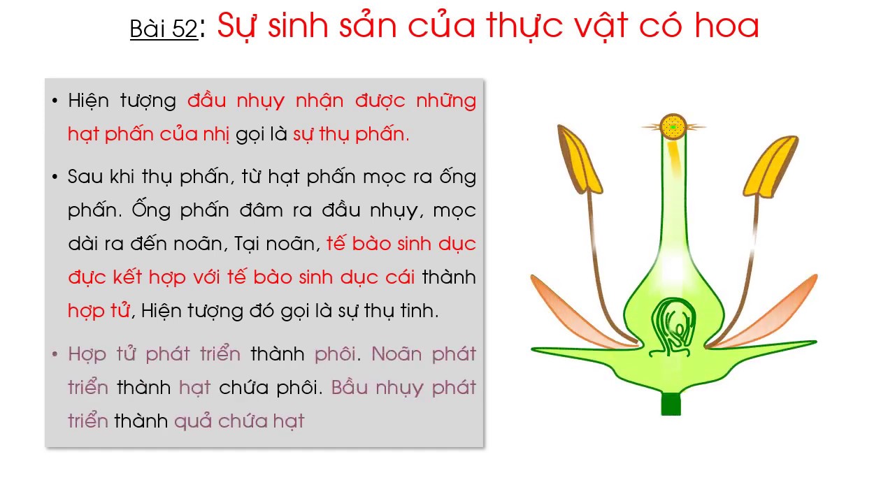 Khoa học - Bài 52 - Sự sinh sản của thực vật có hoa - youtube