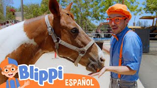 Conoce a los animales de la granja | Blippi Español | Videos educativos para niños | Aprende y Juega