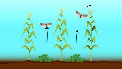 Gbenda u Ulugh shi Tughur sha u nongon aa Ukokombo mba Vihin Ikyureke u uzor a Mlu sha Gbaa-Aondo yo